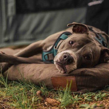 Dog Bed
